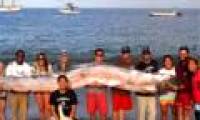 Paddle fish longer than 5m