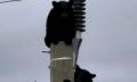 Pair of black bears overslept on a 14-meter-high electric pole