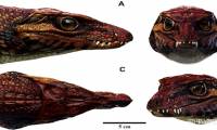 Paleontologists discovered the most 'repetitive' reptile in the Cretaceous period