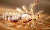 Pandemic hair is about to explode when 98% of lice are resistant