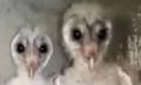 Panic detected alien birds in India?