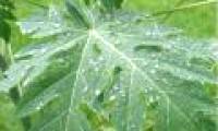 Papaya leaves can cure dengue