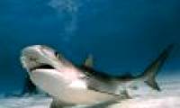 'Paradise' for sharks in Southeast Asia