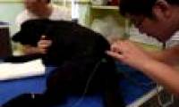 Paralyzed dog and cat are acupuncture electric acupuncture in China