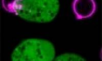 Parasitic amoeba kills cells by grabbing each plate