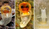 Parasitic flower reappears 13 years after being declared extinct