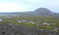 Parasitic plants outperform predators in estuarine areas