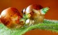 Parasitic worms turn snails into 'zombies'