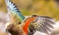 Parrot stole visitors' wallets