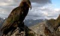 Parrots have the ability to weigh risks to make decisions