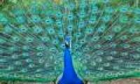 Peacock birds and the most stimulating discoveries