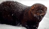 Pekan Weasel - Looks like a rat, but can kill the North American lynx