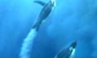 Penguins can also fly