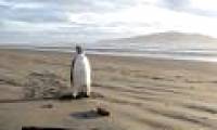 Penguins get lost in New Zealand