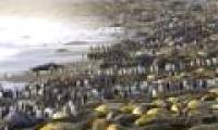 Penguins, marine statues cram at the beach