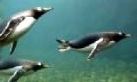 Penguins of Antarctic poison with feces