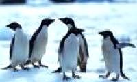Penguins use scent to identify their partners