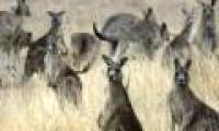 People can share ancestors with kangaroos
