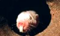 People will be 200 years old without hair, cold blood?
