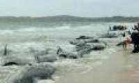 Pepper whales die massively due to being stranded in New Zealand