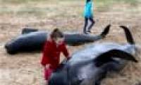 Pepper whales die unjustly because of stranding on the shore
