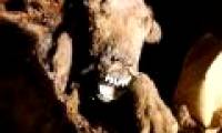 Peru discovered 6 mummies of dogs from the 15th century