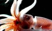 Peru discovered strange ink fossils with 85 million years