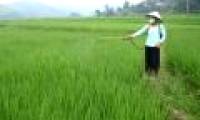 Pesticides reduce the IQ of children