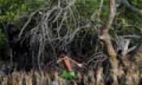 Philippines decided to plant mangrove to fight storms