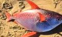 Phillipines fishermen catch a giant