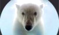 Photo of polar bear swimming in ice lake