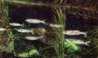 Photography: Enjoy 'spring' under beautiful water
