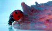 Photos are hard to believe about tiny creatures
