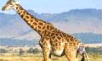 Photos of giraffes give birth to children
