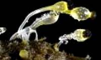 Photos taken under the world's most beautiful microscope