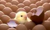 Phu Tho produces chicken breeds by artificial insemination