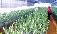 Phu Tho: Successful cloning of lily flowers