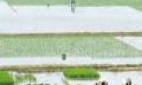 Phu Tho successfully tested many new rice varieties