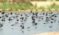 Phu Yen: Heavenly ducks appear black on the Ba River