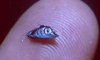 Piercing submarines and daring to fight humans: How did this creature, once as small as a grain of rice, do it?