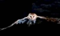 Pig birds call for death: Reasoning on a scientific basis