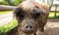 'Pig boiled sheep' three times out of the slaughterhouse