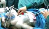 Pig liver transplant for monkeys
