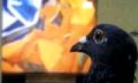 Pigeons are able to perceive superior to 3-year-old children