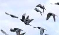 Pigeons smell the air to find their way