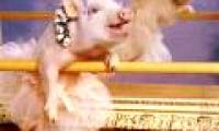 Pigs are also capable of expressing their emotional state