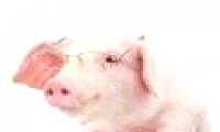 Pigs are smarter than dogs and chimpanzees?