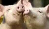 Pigs can 'donate' to people