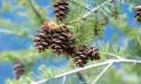 Pine extract enhances memory