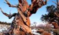 Pine tree is nearly 5,000 years old